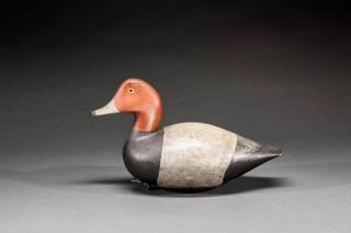 Appraisal: Redhead Drake Edward J Phillips - Taylors Island MDc A