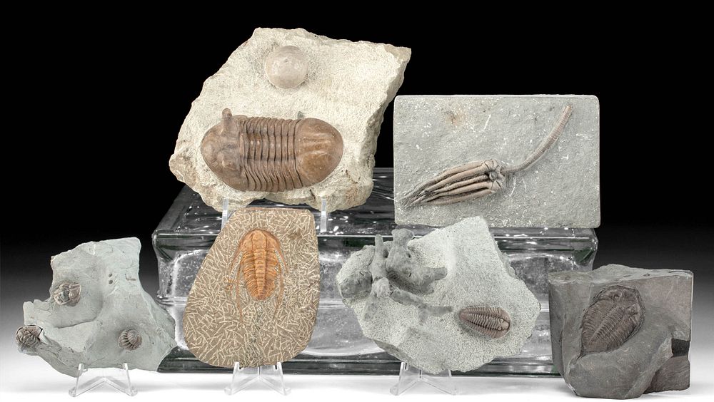 Appraisal: Marine Fossils of Trilobites Crinoid Bryozoan Ancient Seas North America