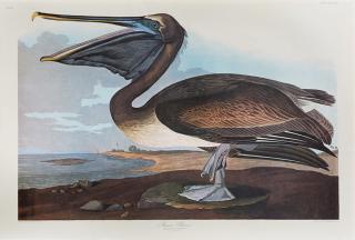 Appraisal: John James Audubon - Brown Pelican No Plate th c