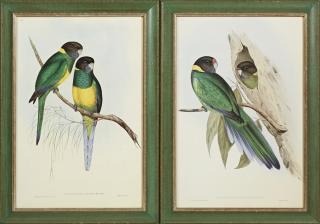 Appraisal: John Gould and H C Richter Platycercus Baueri and Platycercus