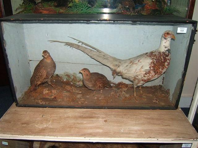 Appraisal: A CASE CONTAINING A SEMI ALBINO PHEASANT and two grey