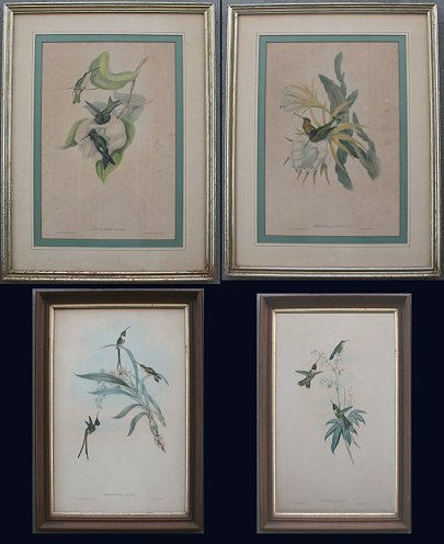 Appraisal: J GOULD H C RICHTER LITHOGRAPHS Large folios ''Heliomaster Angelae''