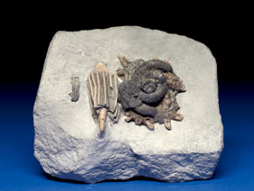 Appraisal: STARFISH FEEDING ON A CRINOID Various species Carboniferous Edwardsville Formation