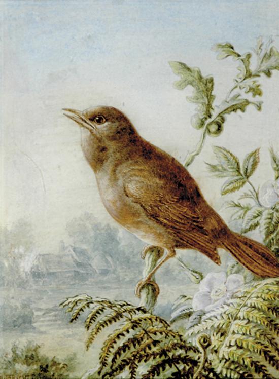 Appraisal: British school th century PAIR OF WORKS NIGHTINGALE and SKYLARKwatercolor