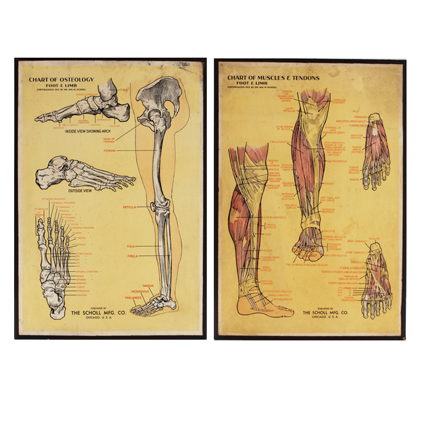 Appraisal: The Scholl Mfg Co advertising medical chart boards showing osteology