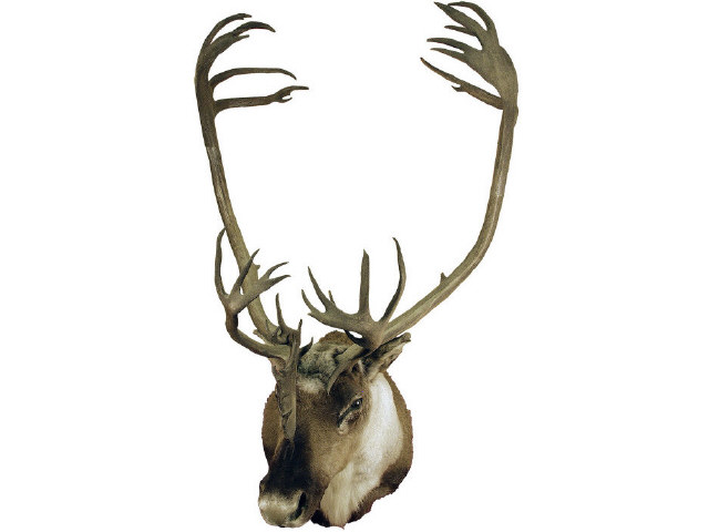 Appraisal: Beautiful Reindeer mount with large rack Estimate -