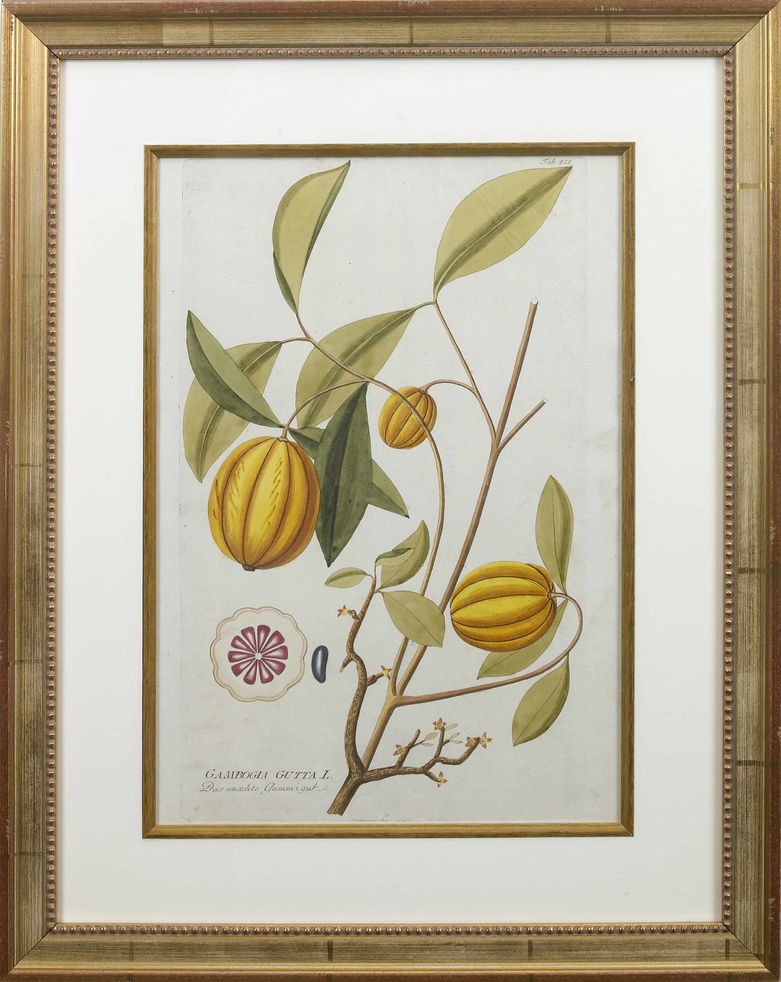 Appraisal: A group of six handcolored engravings of exotic fruits after