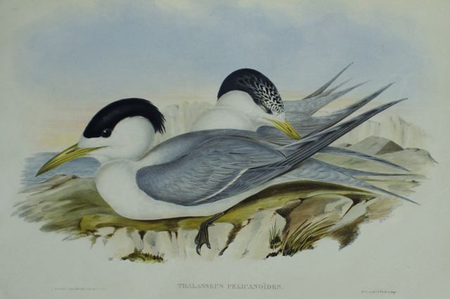 Appraisal: Torres' Straits' Tern Thalasseus Pelicanoides