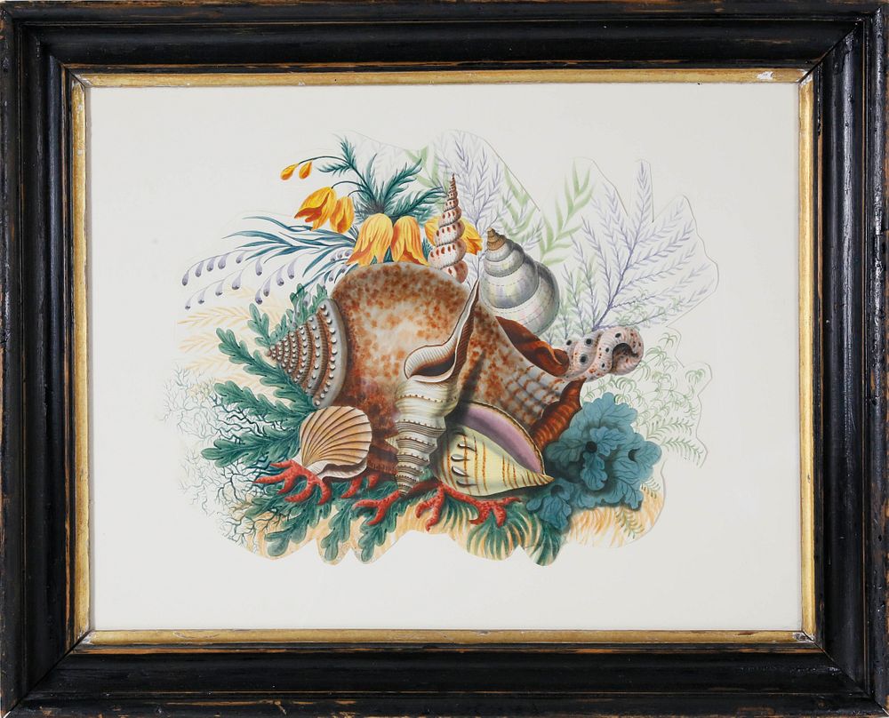 Appraisal: English Still Life Watercolor Seashells circa English Still Life Watercolor