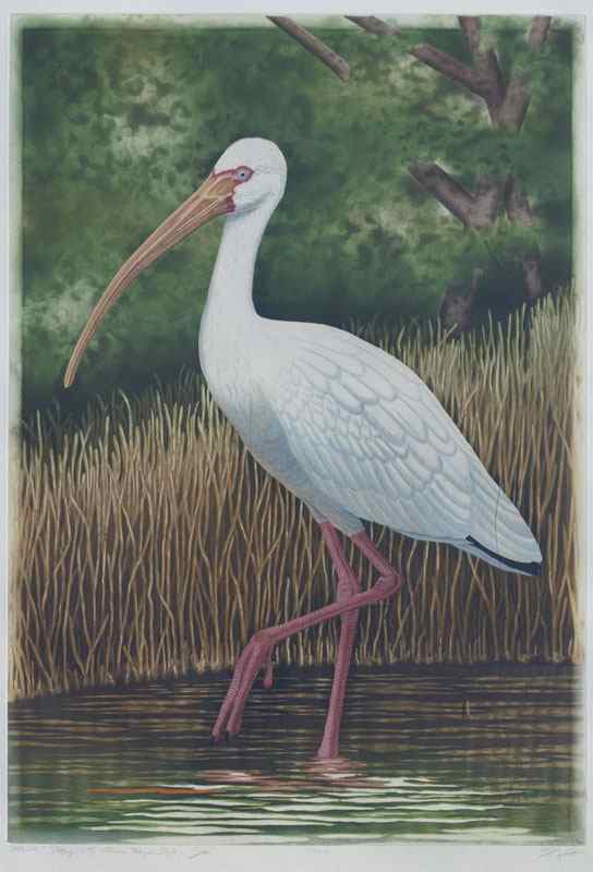 Appraisal: COSTIN John American ''White Ibis'' Color Etching and Aquatint sight