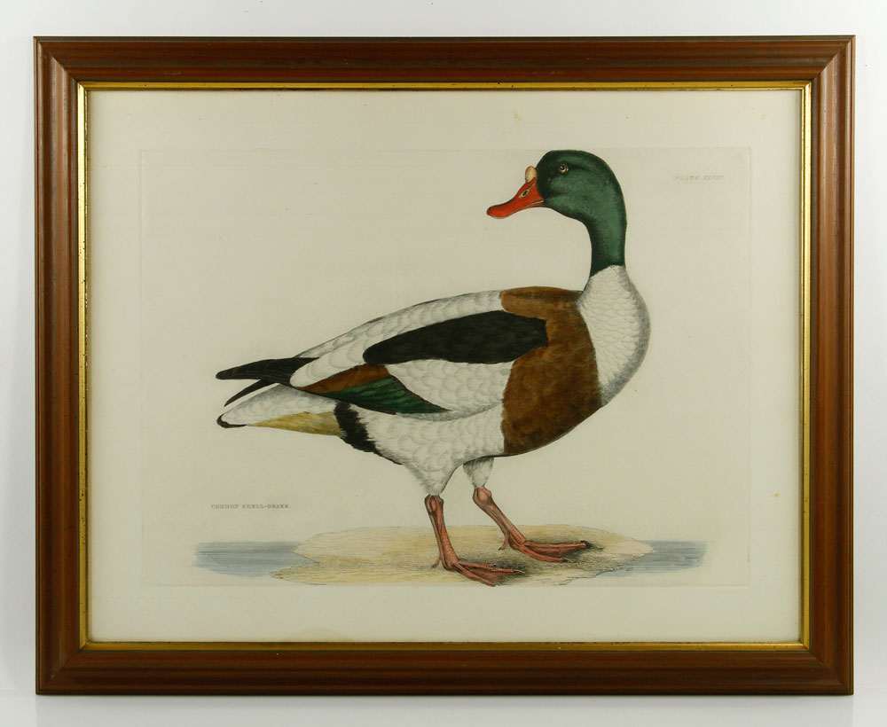 Appraisal: - Selby The Common Shell Drake Engraving Prideaux John Selby