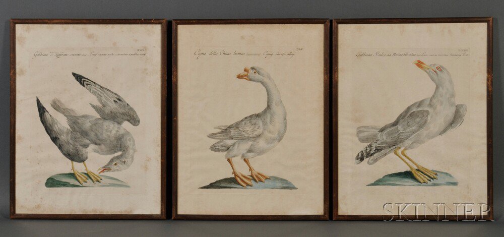 Appraisal: Manetti Xaverio - Three Hand-colored Engravings of Birds from Ornithologia