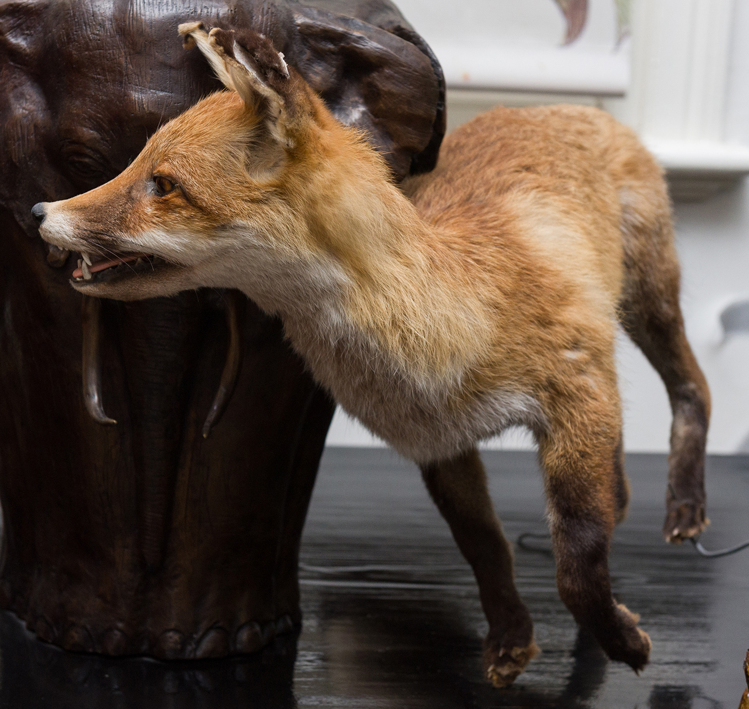 Appraisal: A TAXIDERMIED FOX h x w x d