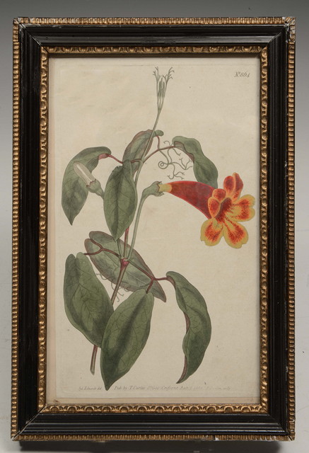 Appraisal: A SET OF EIGHT EARLY TH CENTURY COLOURED BOTANICAL ENGRAVINGS