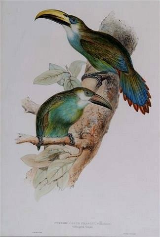 Appraisal: EDWARD LEARPteroglossus Prasianus or later hand coloured lithograph published by