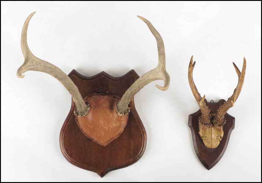 Appraisal: TWO PAIRS OF MOUNTED ANTLERS Condition No Specific Condition Recorded