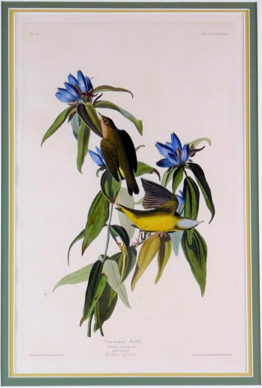 Appraisal: John James Audubon American - Connecticut Warbler Plate hand-colored aquatint