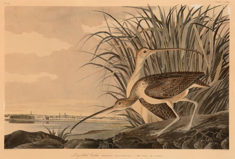 Appraisal: John James Audubon American - Long-billed Curlew color reproduction Plate