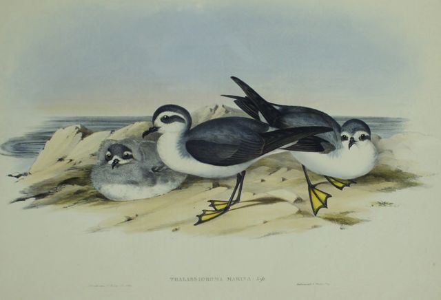 Appraisal: White-faced Storm Petrel Thalassidroma Marina