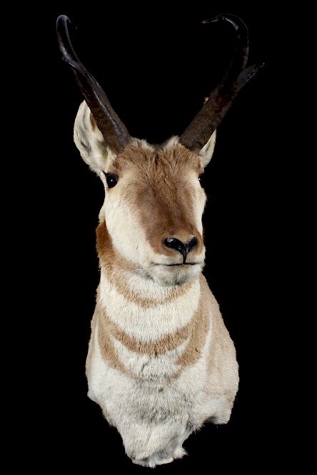 Appraisal: Montana Pronghorn Taxidermy Trophy Shoulder Mount Provided for your consideration