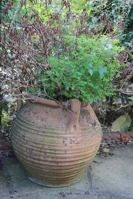 Appraisal: A PAIR OF TERRACOTTA OVOID PLANTERS with lug handles and