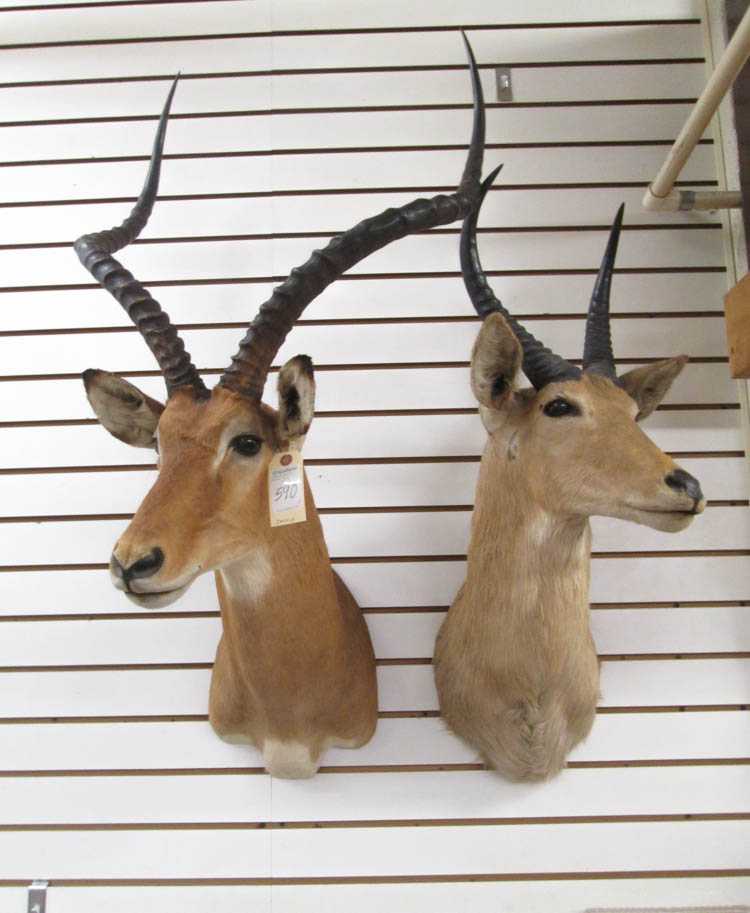 Appraisal: TWO AFRICAN ANTELOPE TAXIDERMY MOUNTS Reedbuck Zimbabwe Common Impala Kenya