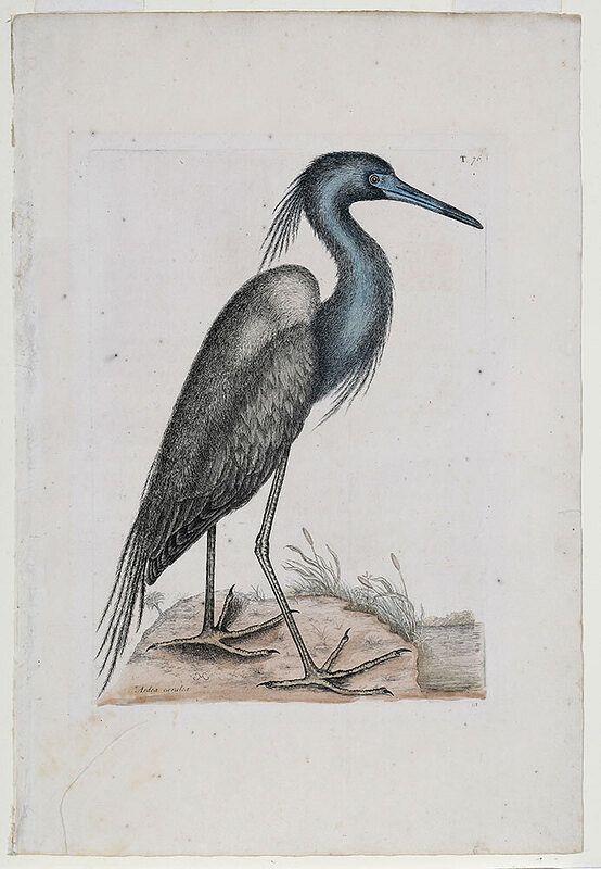 Appraisal: Mark Catesby British - The Little Blue Heron T from