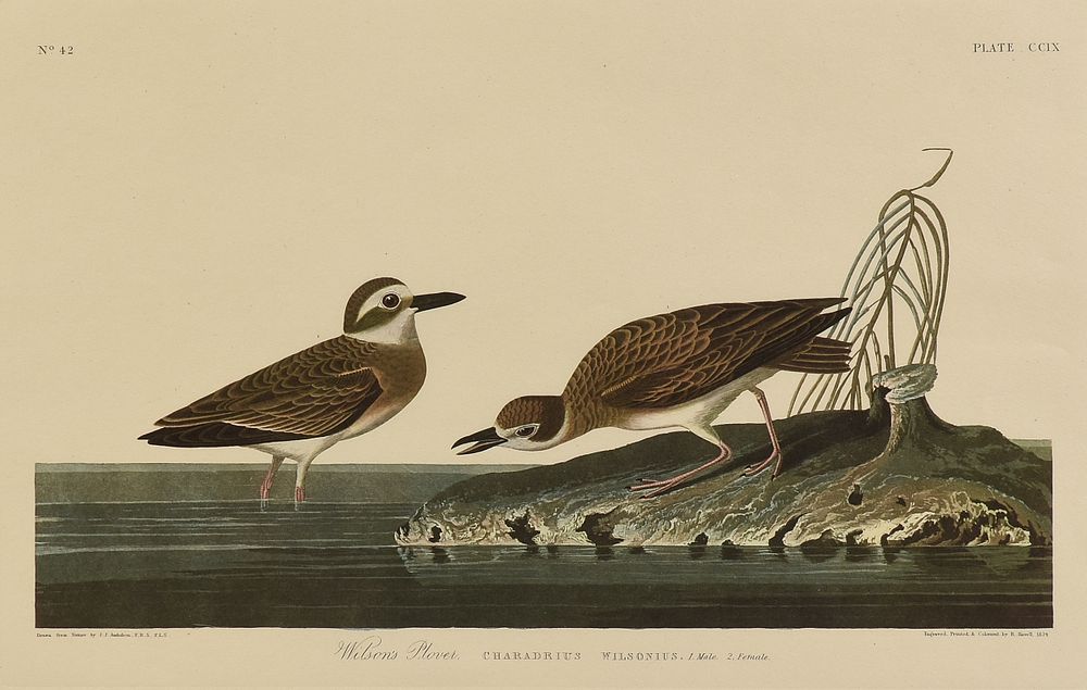 Appraisal: after JOHN JAMES AUDUBON American - AN AMSTERDAM EDITION PRINT