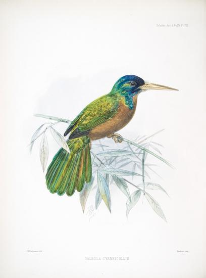 Appraisal: SCLATER Philip Lutley - - John Gerrard KEULEMANS - illustrator