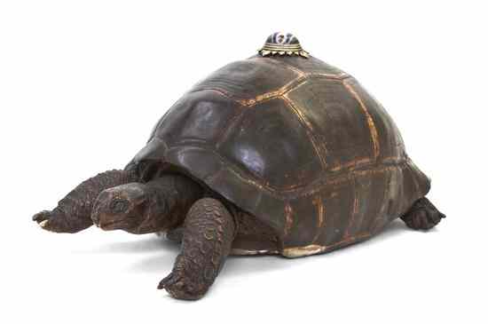 Appraisal: A Full Mount Taxidermy Turtle the center having a gilt