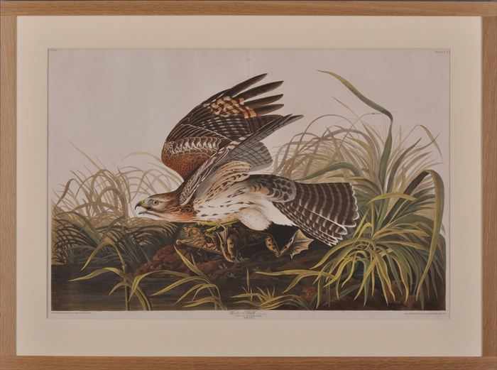 Appraisal: AFTER AUDUBON WINTER HAWK Engraved by Havell etching and aquatint