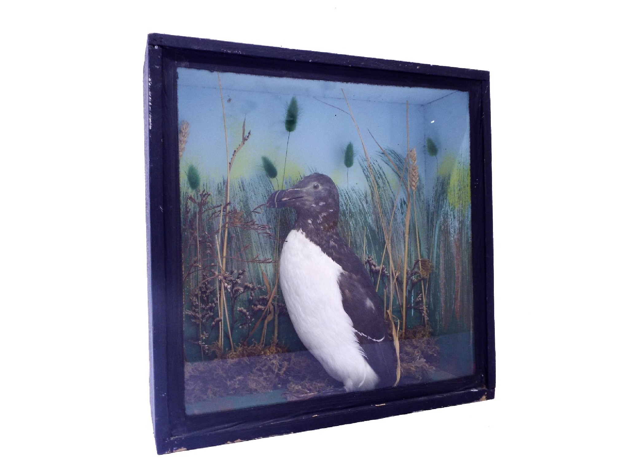 Appraisal: Taxidermy interest - razor bill auk set within an ebonised