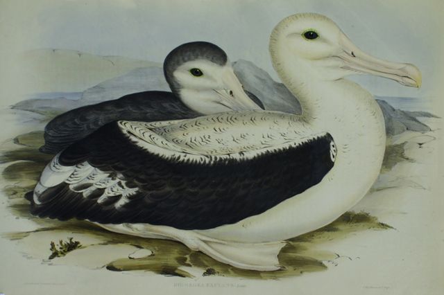 Appraisal: Wandering Albatros Diomedea Exulans