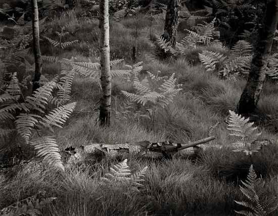 Appraisal: John Blakemore b Ambergate Derbyshire Selenium toned gelatin silver print