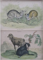 Appraisal: A Pair of Antique Animal Engravings A lot of a