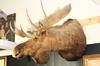 Appraisal: MOOSEHEAD - Taxidermy head of a bull moose looking to