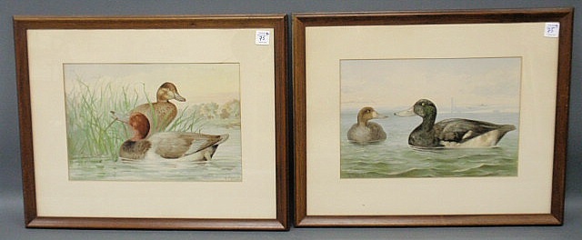 Appraisal: Pair of duck prints The Red-Head and The Blue Bill