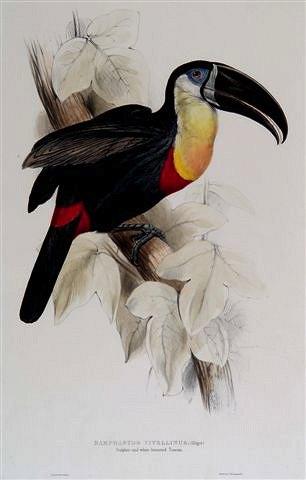 Appraisal: EDWARD LEARRamphastos Vitellinus or later hand coloured lithograph published by