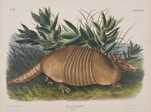 Appraisal: ANIMALS Audubon John James Nine-Banded Armadillo Plate CXLVI Hand-colored lithographed