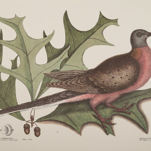 Appraisal: Two Ornithological Prints th Century one example showing a Red