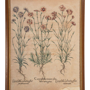 Appraisal: Two Hand-Colored Copper Plate Botanical Engravings possibly Basilius Besler German