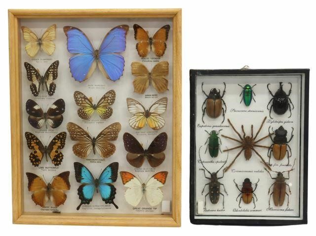 Appraisal: lot of Framed entomology specimens including with nine mounted beetle