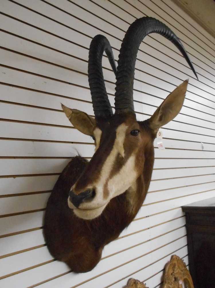 Appraisal: AFRICAN TAXIDERMY MOUNT Sable antelope head trophy mount with horns