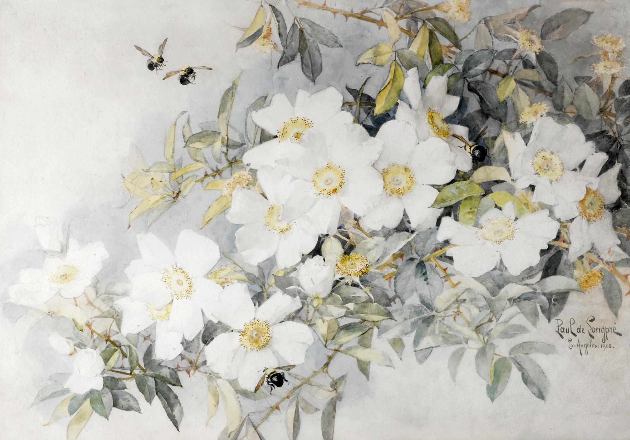 Appraisal: Paul de Longpre American - White roses with carpenter bees