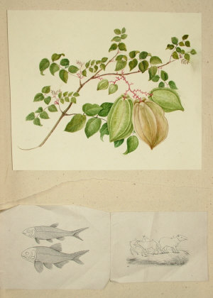 Appraisal: An Early th Century Album containing various engravings botanical watercolour