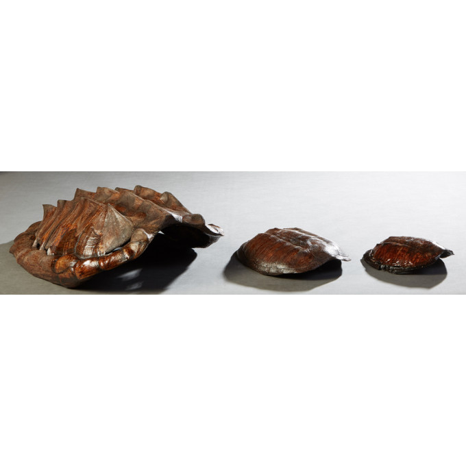 Appraisal: Three Louisiana Turtle Shells th c consists of a large