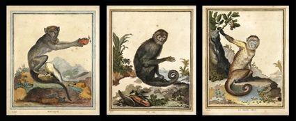 Appraisal: AFTER MARTINET THREE MONKEY PRINTS Engravings with hand-coloring each x