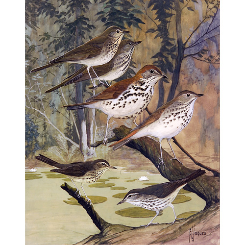 Appraisal: Francis Lee Jaques American - Thrushes and Warblers watercolor on