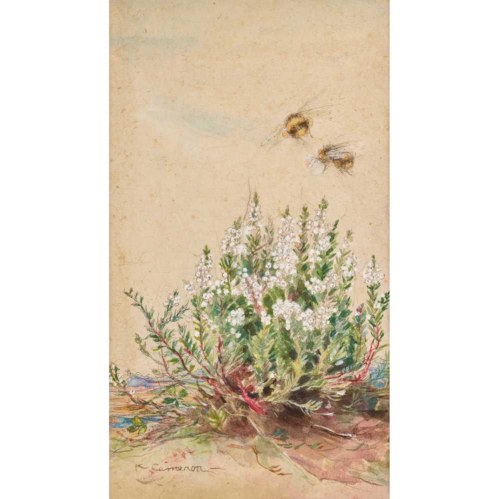 Appraisal: KATHERINE CAMERON - FLOWER OF THE HEATHER pencil watercolour and