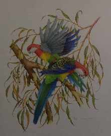 Appraisal: Peter Longhurst born Rosellas watercolour signed 'Peter Longhurst' lower right